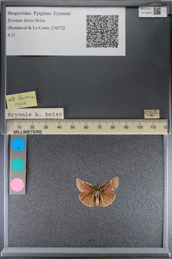 Media type: image;   Entomology 198988